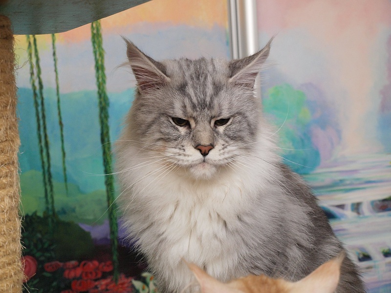 Felissimo Morrison - maine-coon