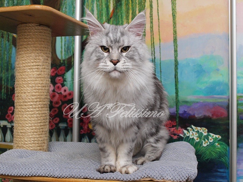 Felissimo Morrison - maine-coon
