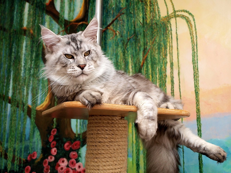 Felissimo Morrison - maine-coon