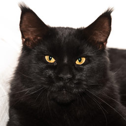 Faydark Fantom