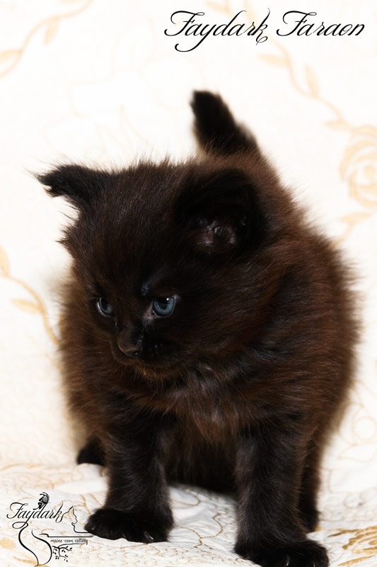 Faydark Faraon - Kitten maine-coon 1 month