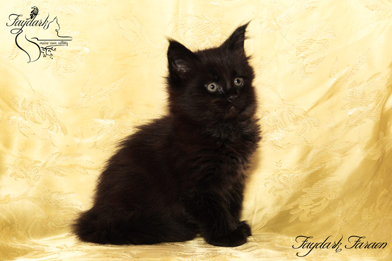 Faydark Faraon - Kitten maine-coon 1 month 3 weeks