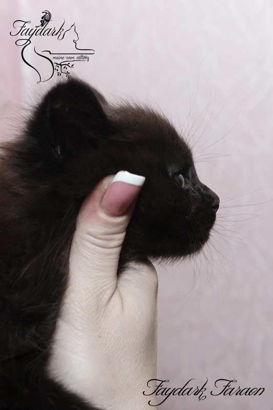 Faydark Faraon - Kitten maine-coon 1 month 3 weeks