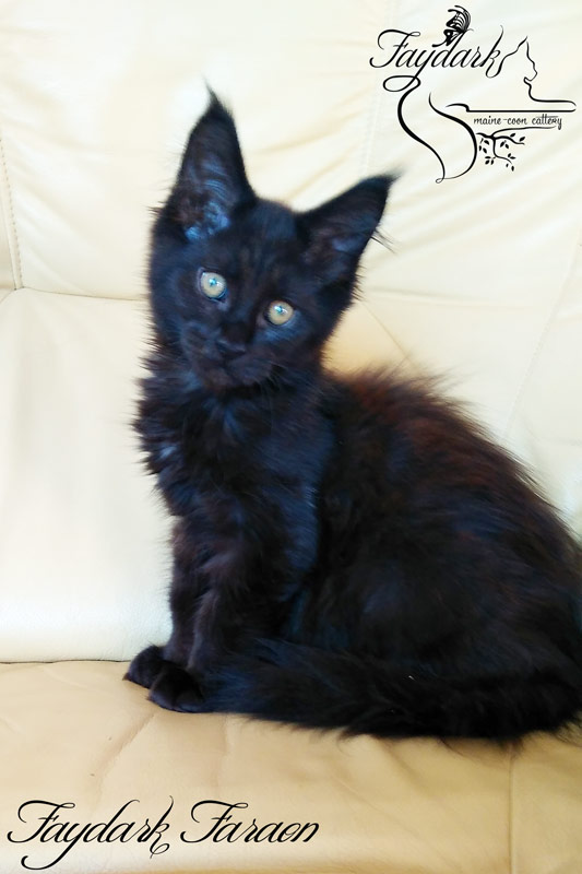 Faydark Faraon - Kitten maine-coon 3 months 1 week