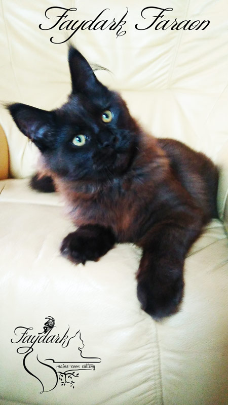 Faydark Faraon - Kitten maine-coon 5 months