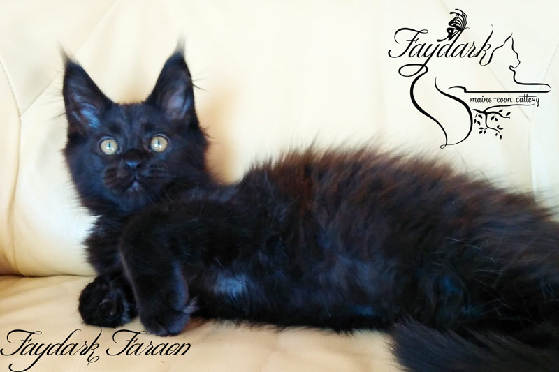Faydark Faraon - Kitten maine-coon 3 months 1 week