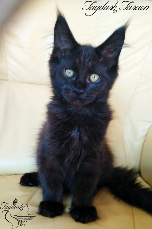 Faydark Faraon - Kitten maine-coon 3 months 1 week