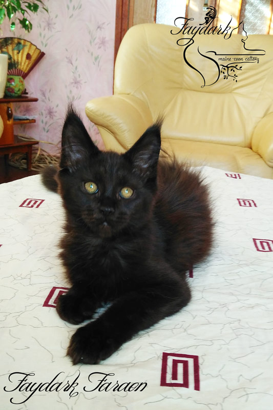 Faydark Faraon - Kitten maine-coon 3 months 1 week