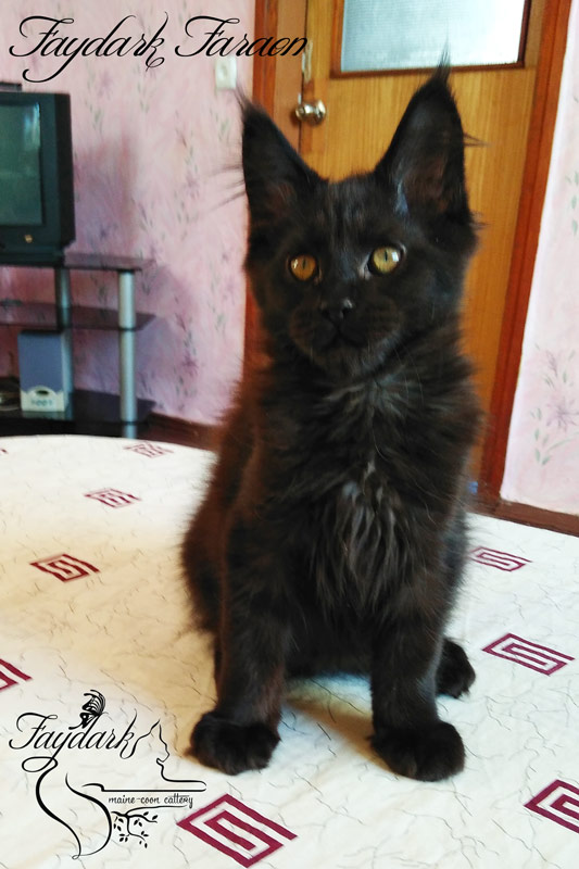Faydark Faraon - Kitten maine-coon 3 months 1 week