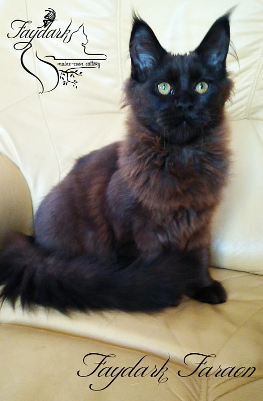 Faydark Faraon - Kitten maine-coon 5 months