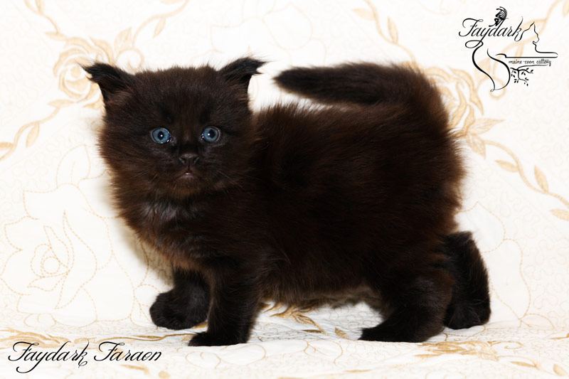 Faydark Faraon - Kitten maine-coon 1 month