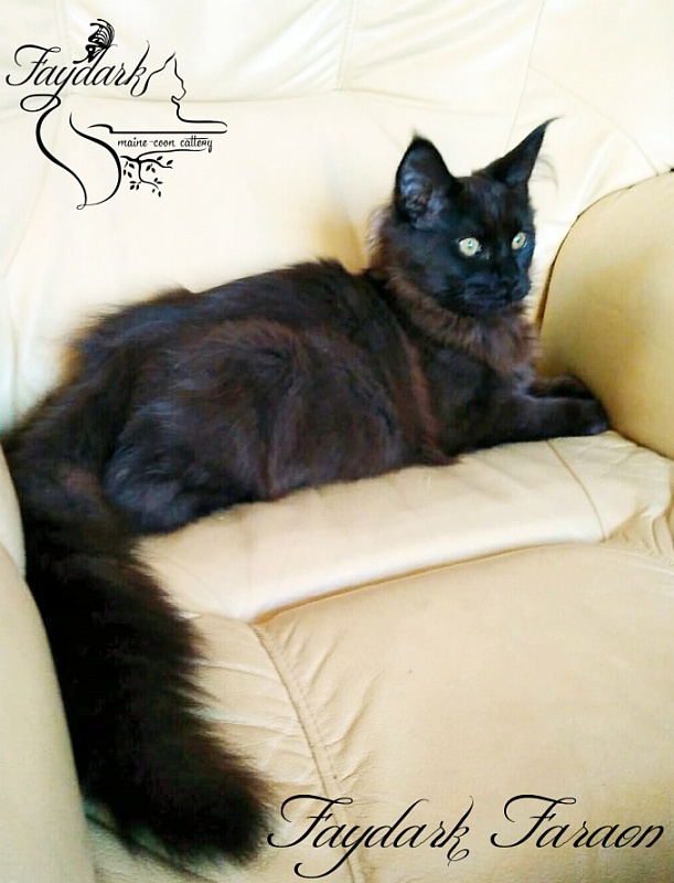 Faydark Faraon - Kitten maine-coon 5 months