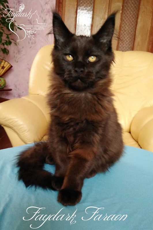 Faydark Faraon - Kitten maine-coon 5 months