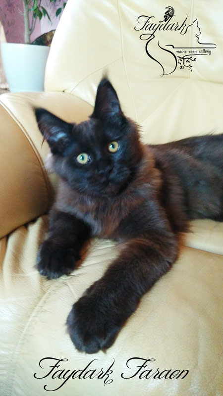 Faydark Faraon - Kitten maine-coon 5 months