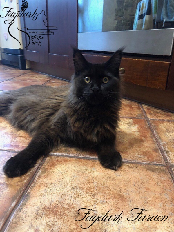 Faydark Faraon - Junior maine-coon 8 months 4 weeks