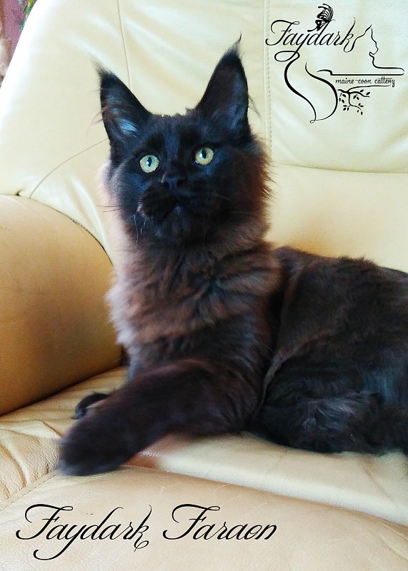 Faydark Faraon - Kitten maine-coon 5.5 months