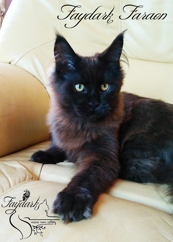 Faydark Faraon - Kitten maine-coon 5.5 months