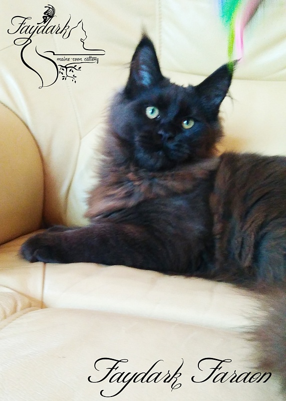 Faydark Faraon - Kitten maine-coon 5.5 months