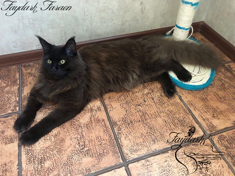 Faydark Faraon - Junior maine-coon 8 months 4 weeks