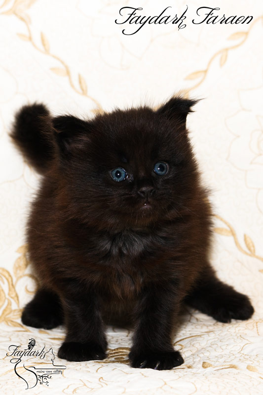 Faydark Faraon - Kitten maine-coon 1 month