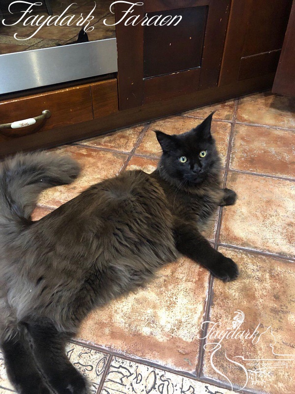 Faydark Faraon - Junior maine-coon 8 months 4 weeks