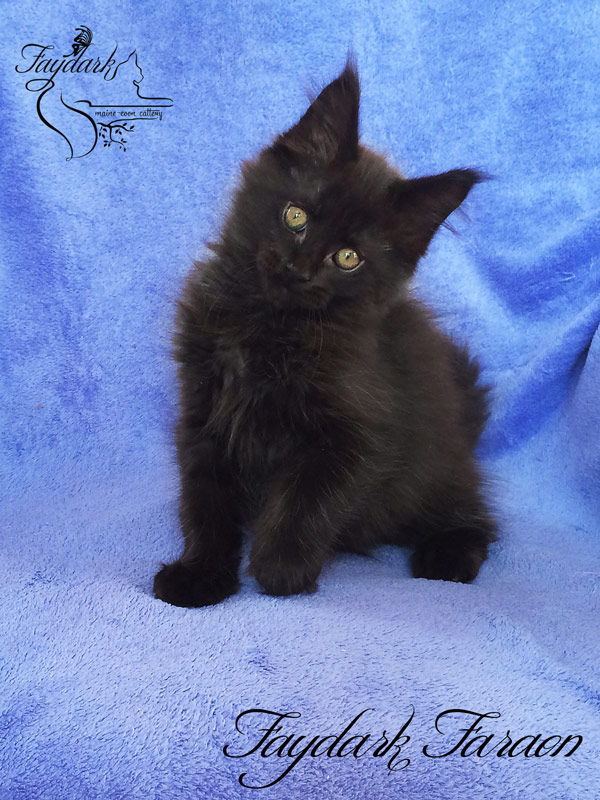 Faydark Faraon - Kitten maine-coon 2.5 months
