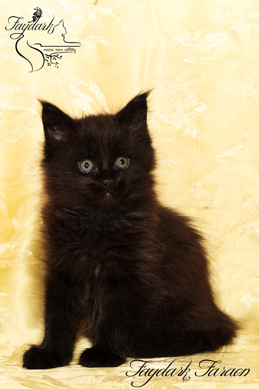 Faydark Faraon - Kitten maine-coon 1 month 3 weeks