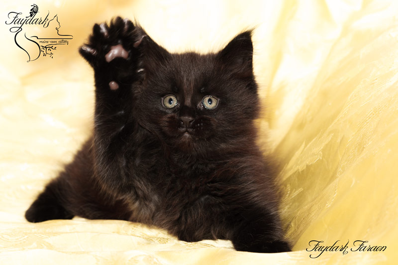 Faydark Faraon - Kitten maine-coon 1 month 3 weeks