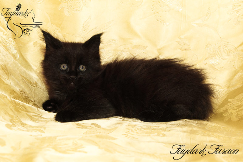 Faydark Faraon - Kitten maine-coon 1 month 3 weeks