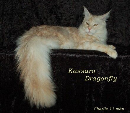 Kassaro Dragonfly - мейн-кун
