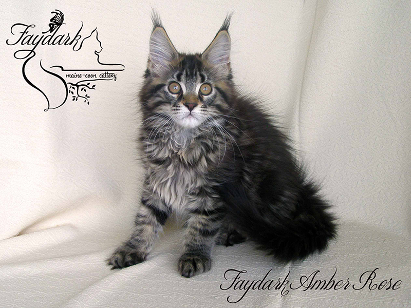 Faydark Amber Rose - Kitten maine-coon 2 months 3 weeks