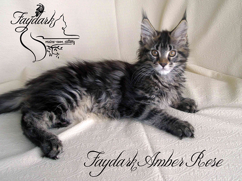 Faydark Amber Rose - Kitten maine-coon 2 months 3 weeks