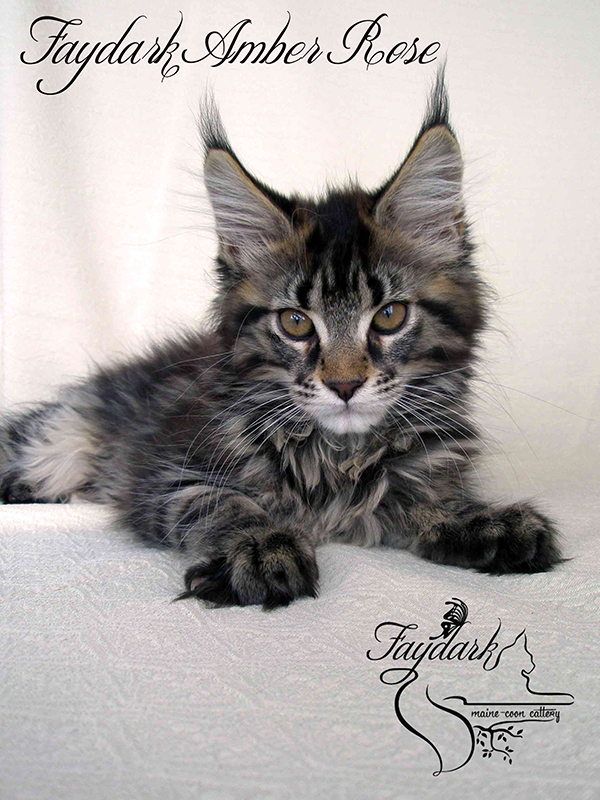 Faydark Amber Rose - Kitten maine-coon 2 months 3 weeks