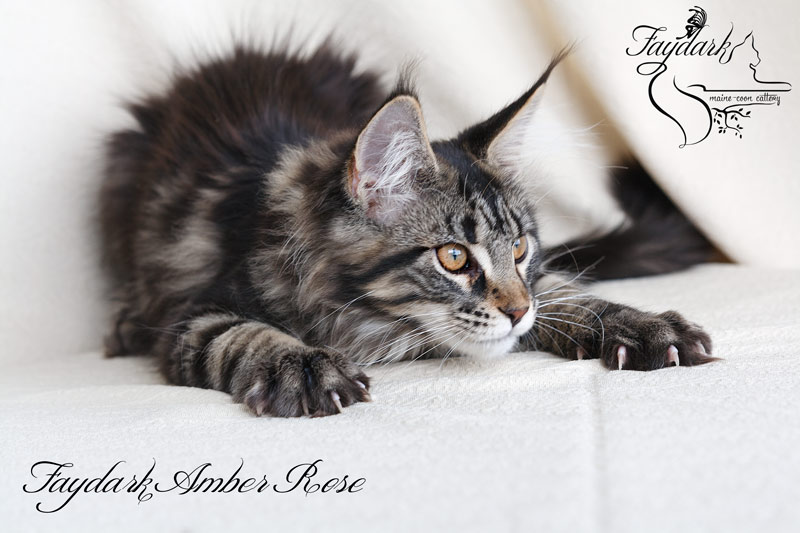 Faydark Amber Rose - Kitten maine-coon 3.5 months
