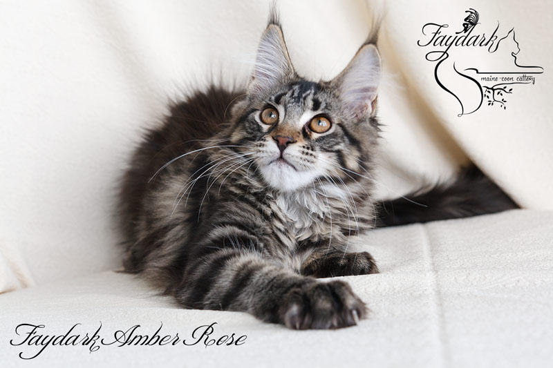 Faydark Amber Rose - Kitten maine-coon 3.5 months