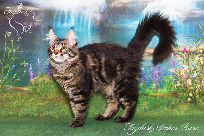 Faydark Amber Rose - Kitten maine-coon 4 months