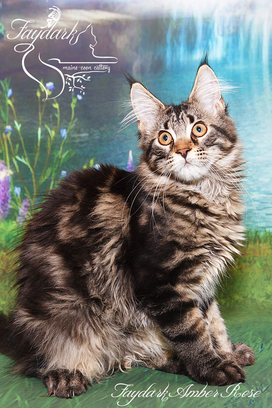 Faydark Amber Rose - Kitten maine-coon 4 months