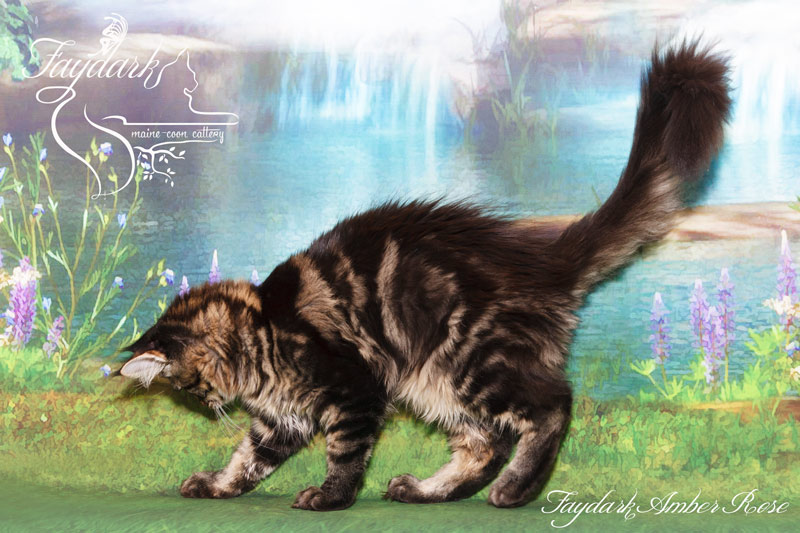 Faydark Amber Rose - Kitten maine-coon 4 months