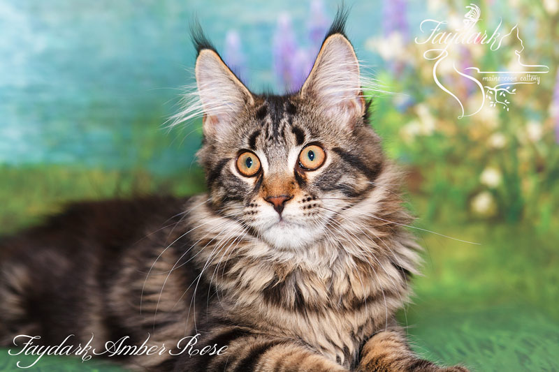 Faydark Amber Rose - Kitten maine-coon 4 months