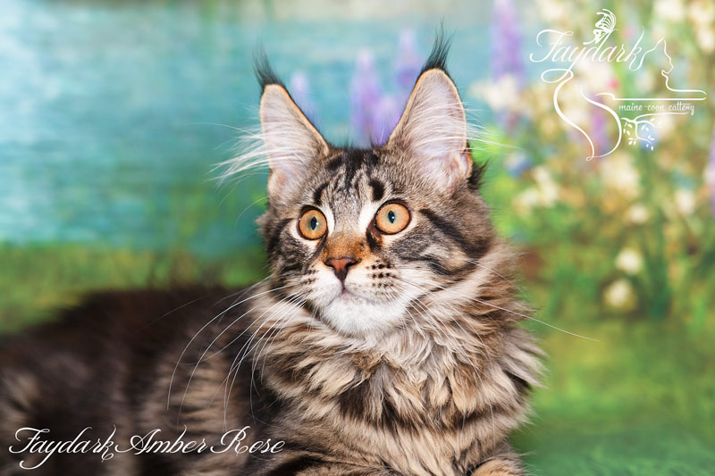 Faydark Amber Rose - Kitten maine-coon 4 months