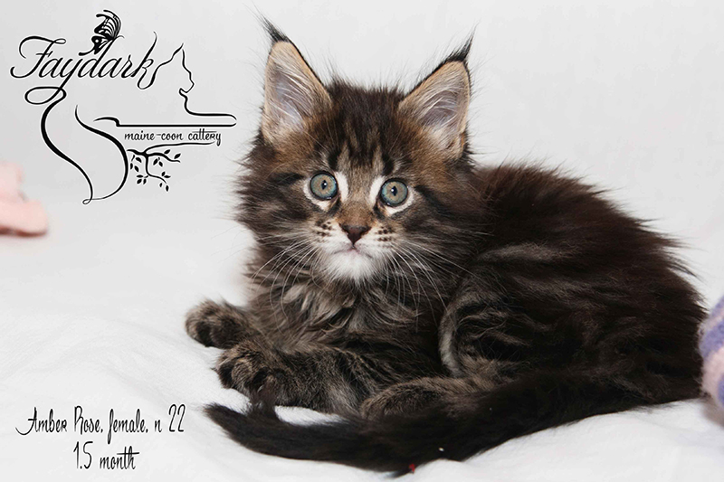 Faydark Amber Rose - Kitten maine-coon 1 month 2 weeks