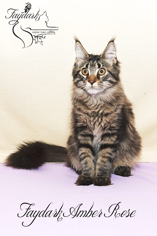 Faydark Amber Rose - Kitten maine-coon 5 months