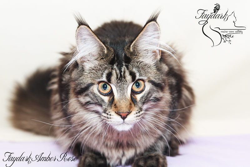 Faydark Amber Rose - Kitten maine-coon 5 months