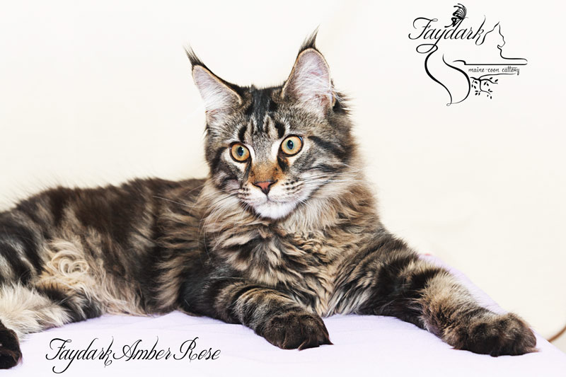 Faydark Amber Rose - Kitten maine-coon 5 months