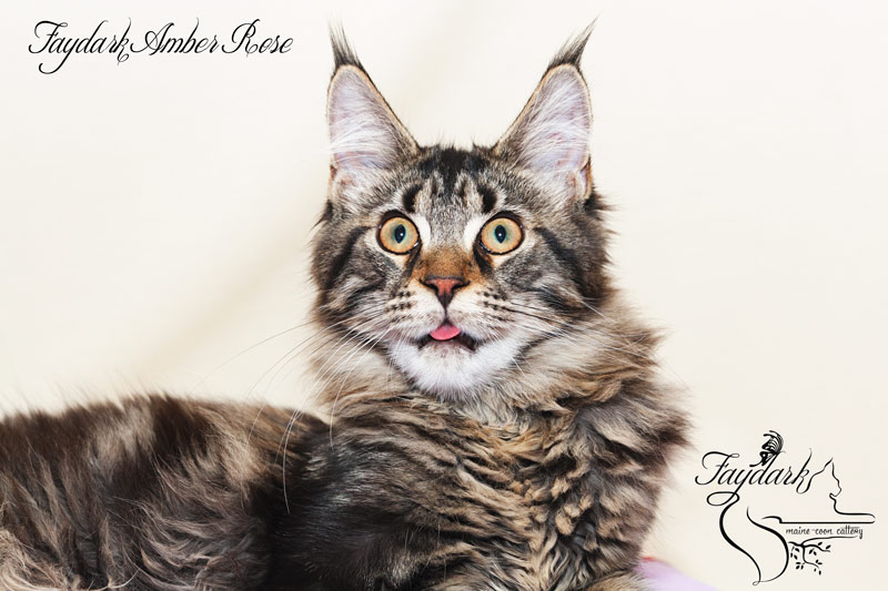 Faydark Amber Rose - Kitten maine-coon 5 months