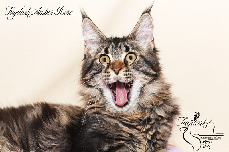Faydark Amber Rose - Kitten maine-coon 5 months