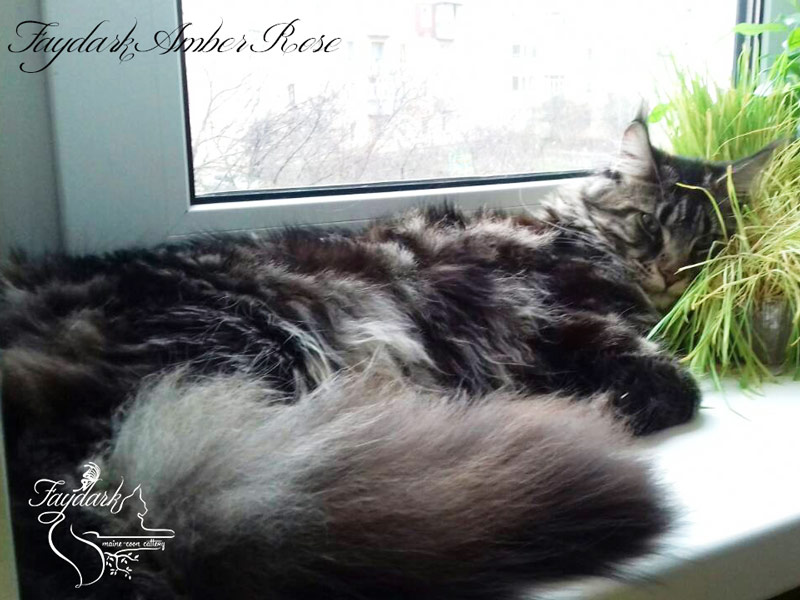 Faydark Amber Rose - Junior maine-coon 9 months