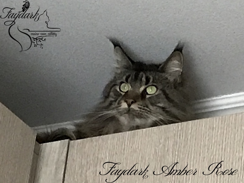 Faydark Amber Rose - Adult maine-coon 3.5 years 1 week