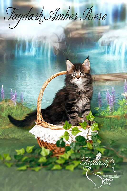 Faydark Amber Rose - Kitten maine-coon 1 month 3 weeks