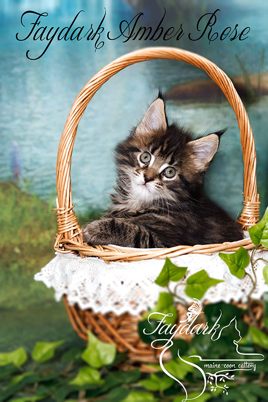 Faydark Amber Rose - Kitten maine-coon 1 month 3 weeks